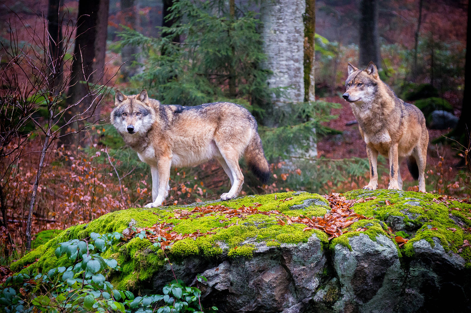 Two wolves in a forest
