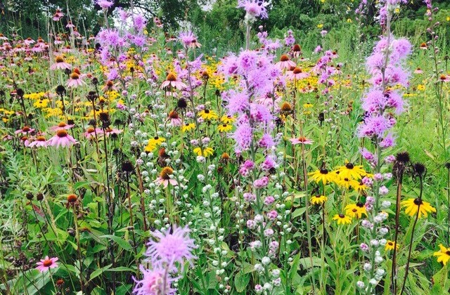 Wildflowers by the corridor