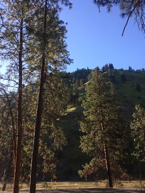 Three tall evergreen trees stand in Bend, OR. Behind them a green hill rises in the frame.