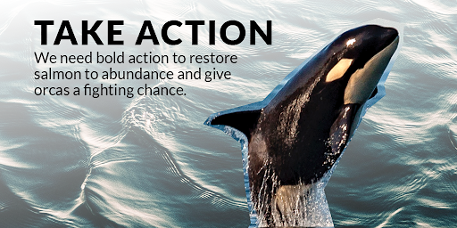 Photograph of an orca with text reading "Take Action. We need bold action to restore salmon to abundance and give orcas a fighting chance."