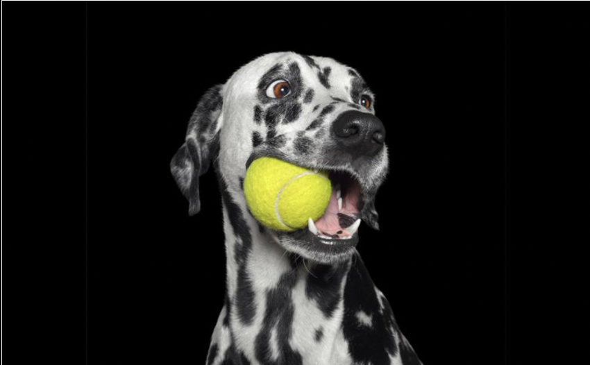 Dog holding tennis ball in mouth