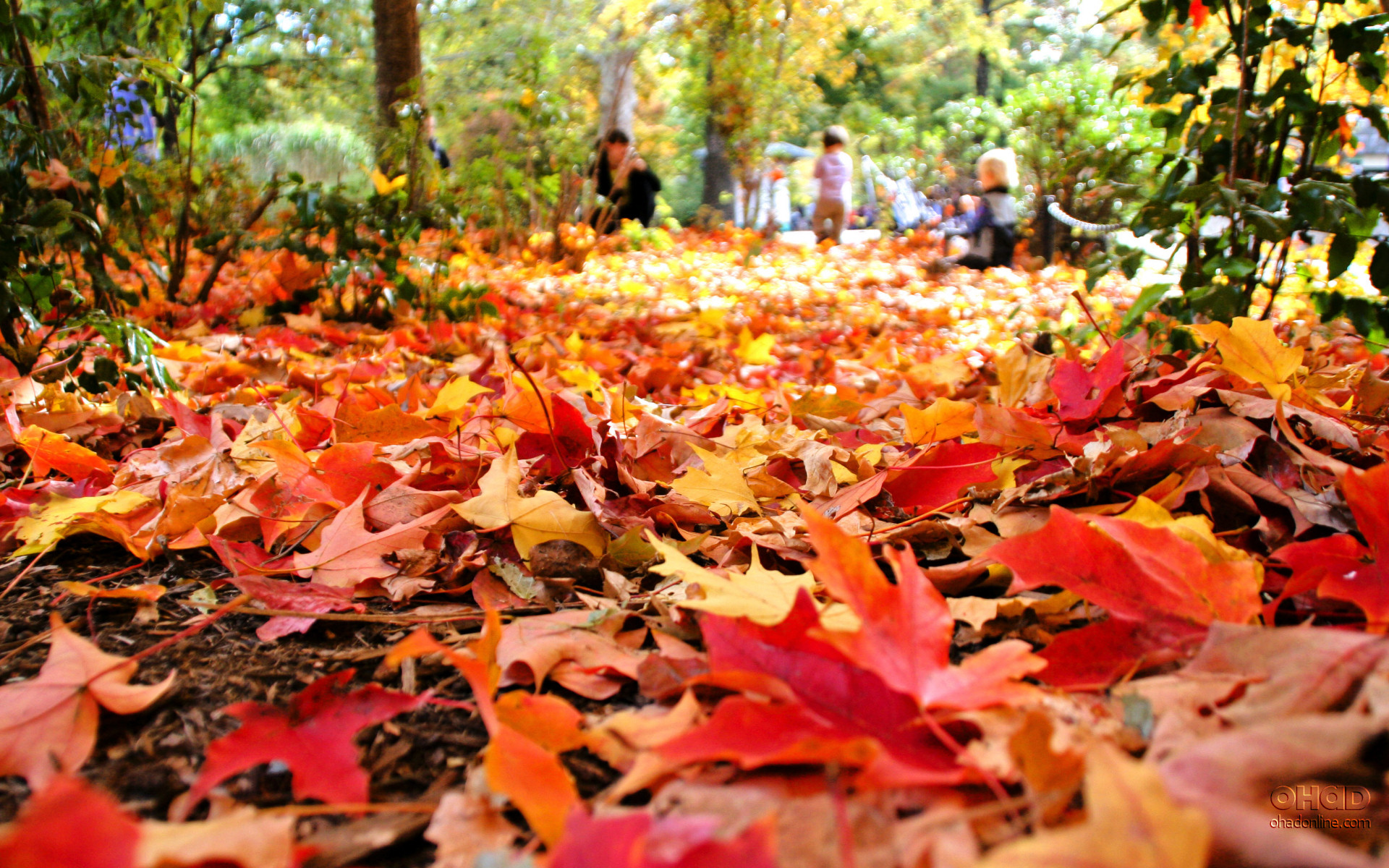 autumn-leaves-falling-clip-art-wallpaper-3 image