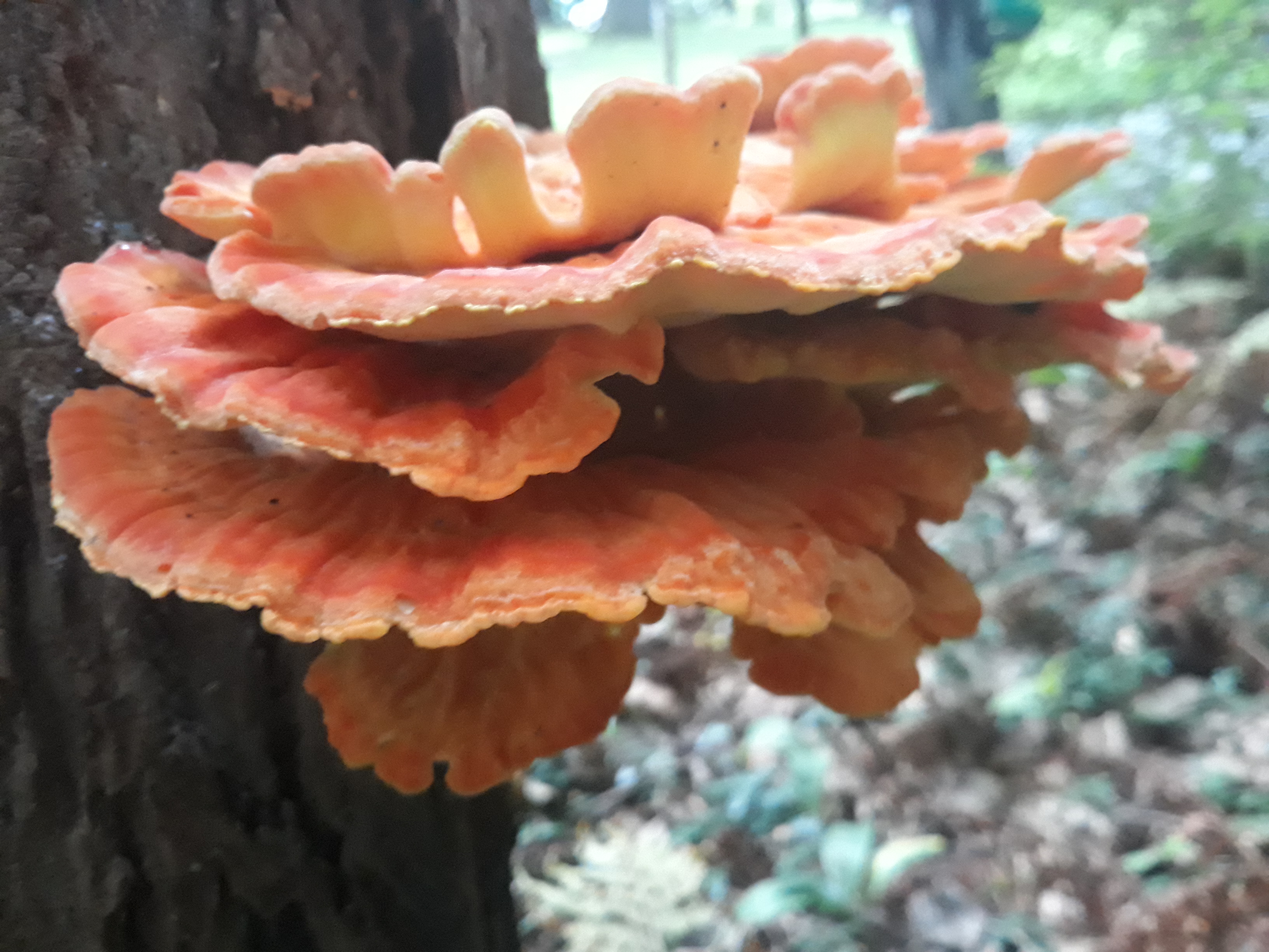 Fungus