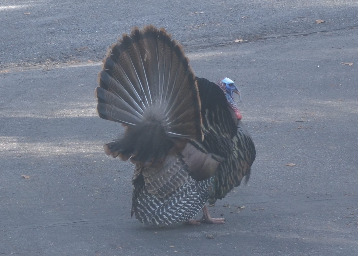 Wild turkey