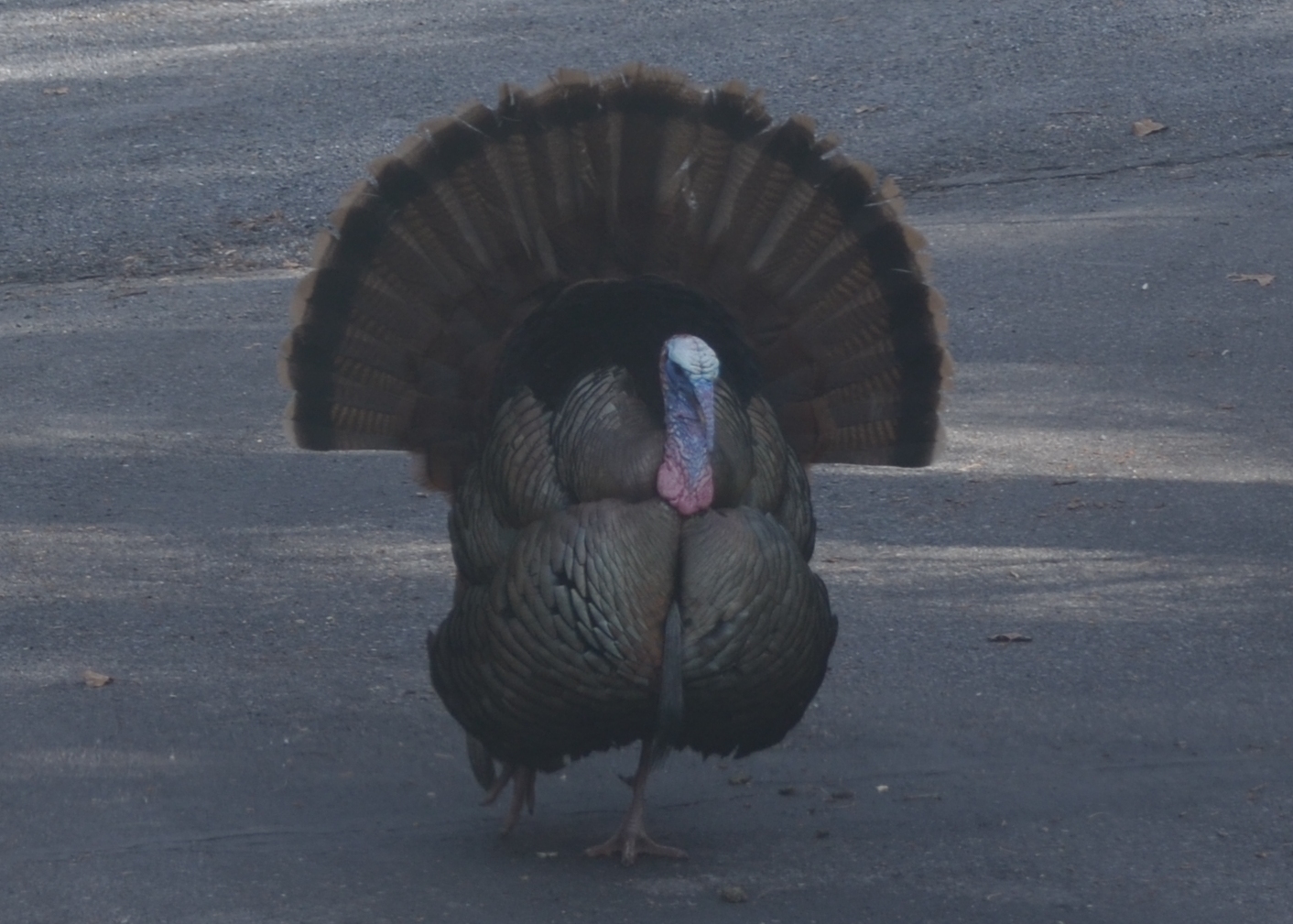 Wild turkey
