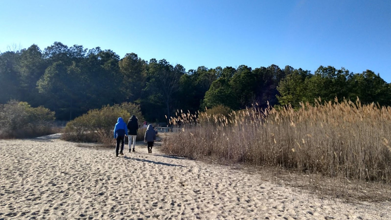 3 hikers one child hiking in sand, grasses, toward forest
