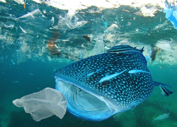 fish about to eat plastic bag