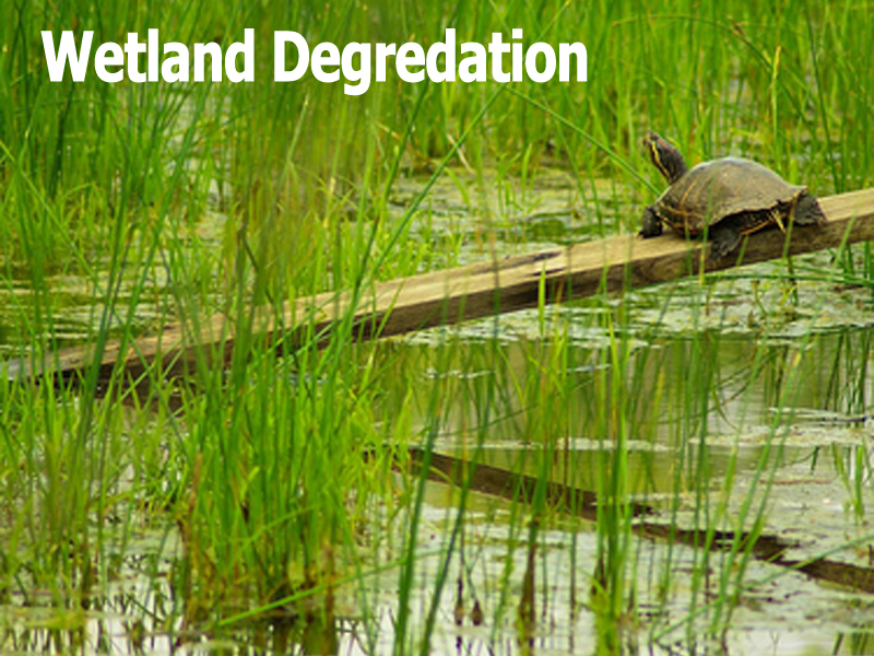 Wetland Degredation