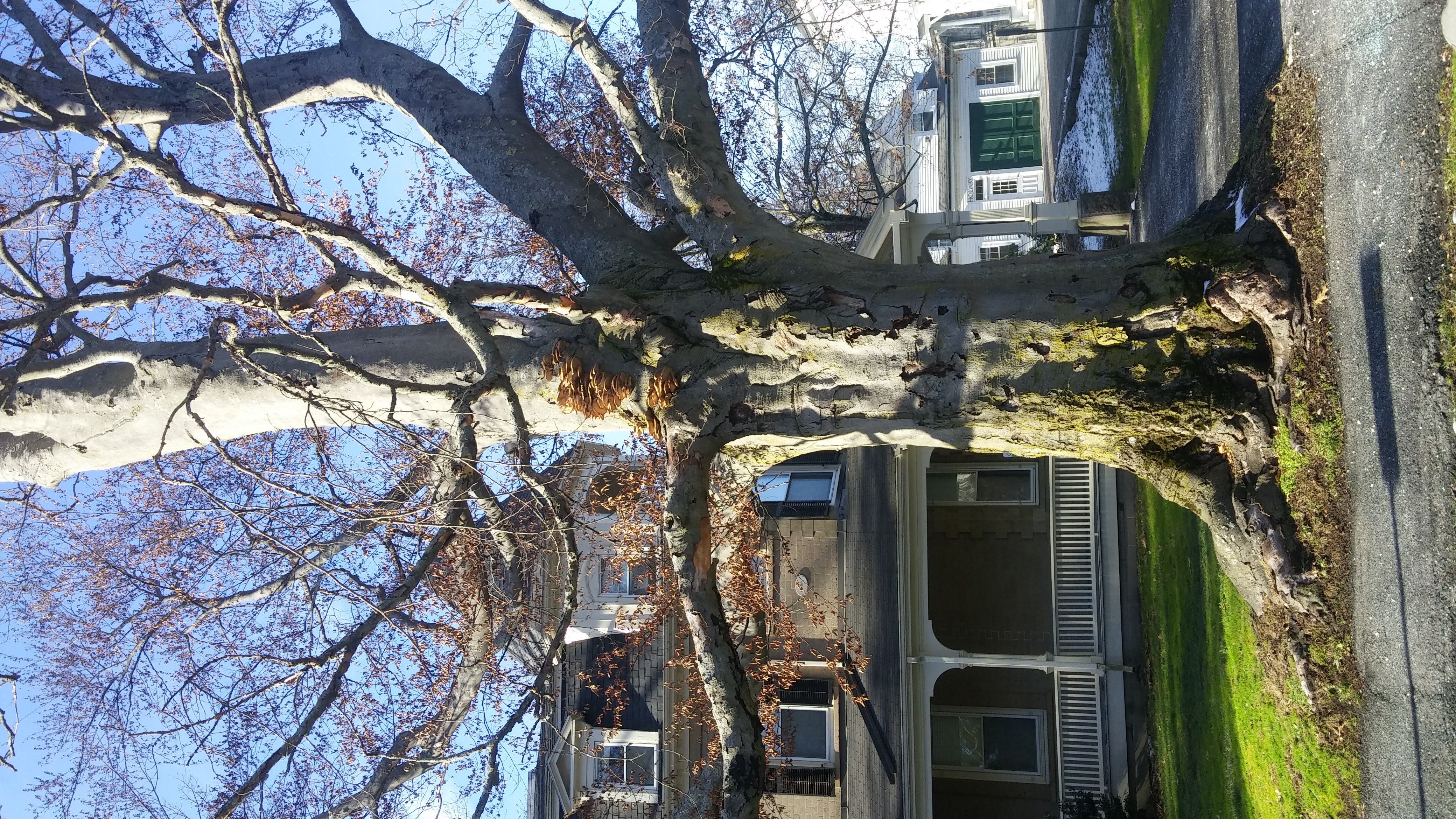 Tree; photo credit Bob Ackley and Nathan Phillips