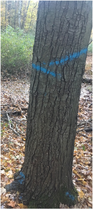 Tree tagged for cutting