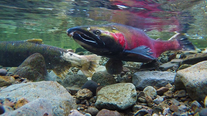 red salmon fish underwater