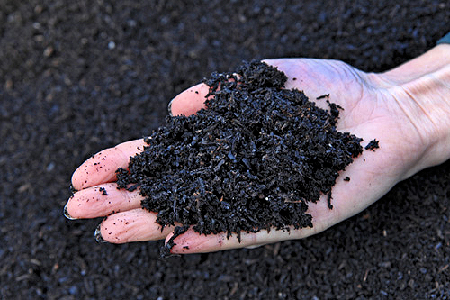 biochar in hand