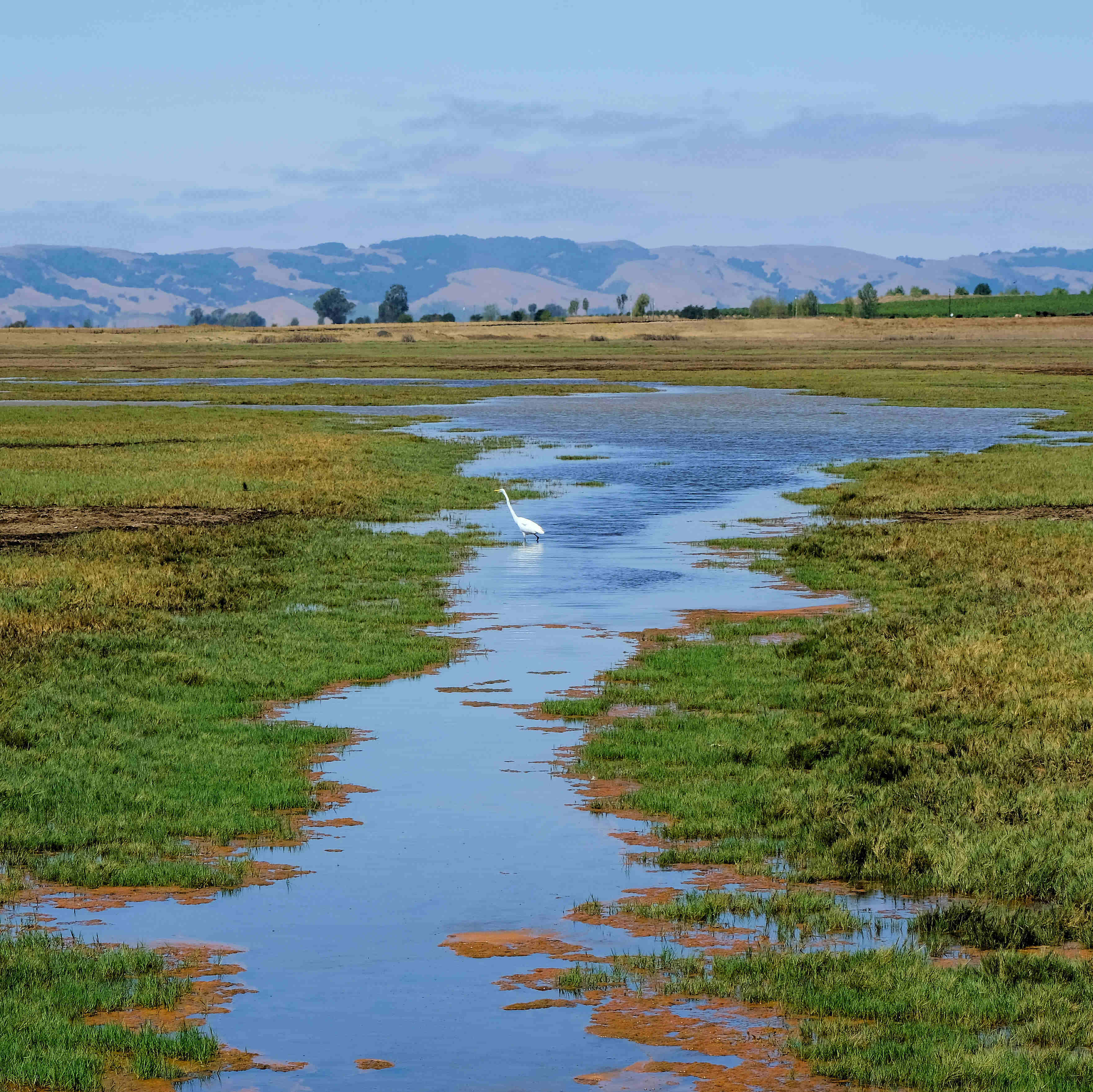 carneros bird in water