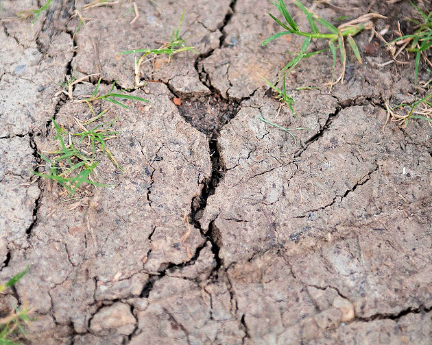 drought photo by Janet Guynn