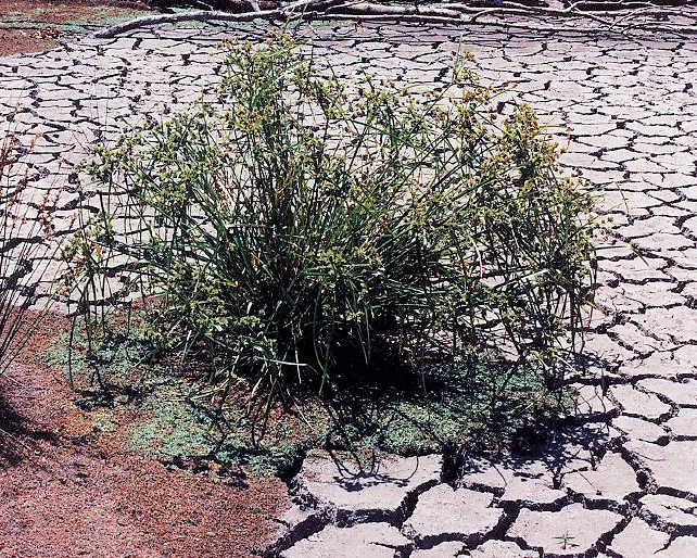 drought