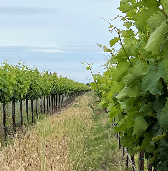 vines