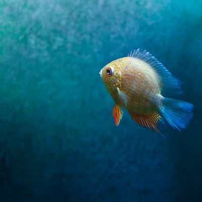 fish