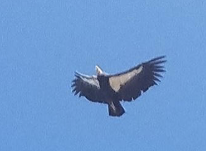 Condor at the Pinnacles