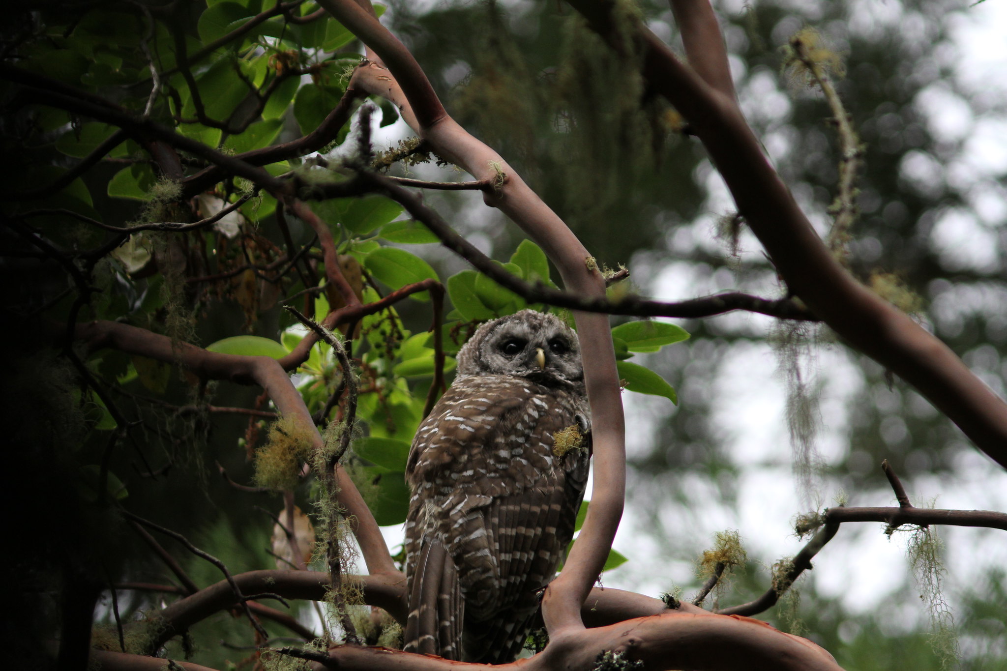 A juvenile spotted owl on a tree in Muir Woods. 