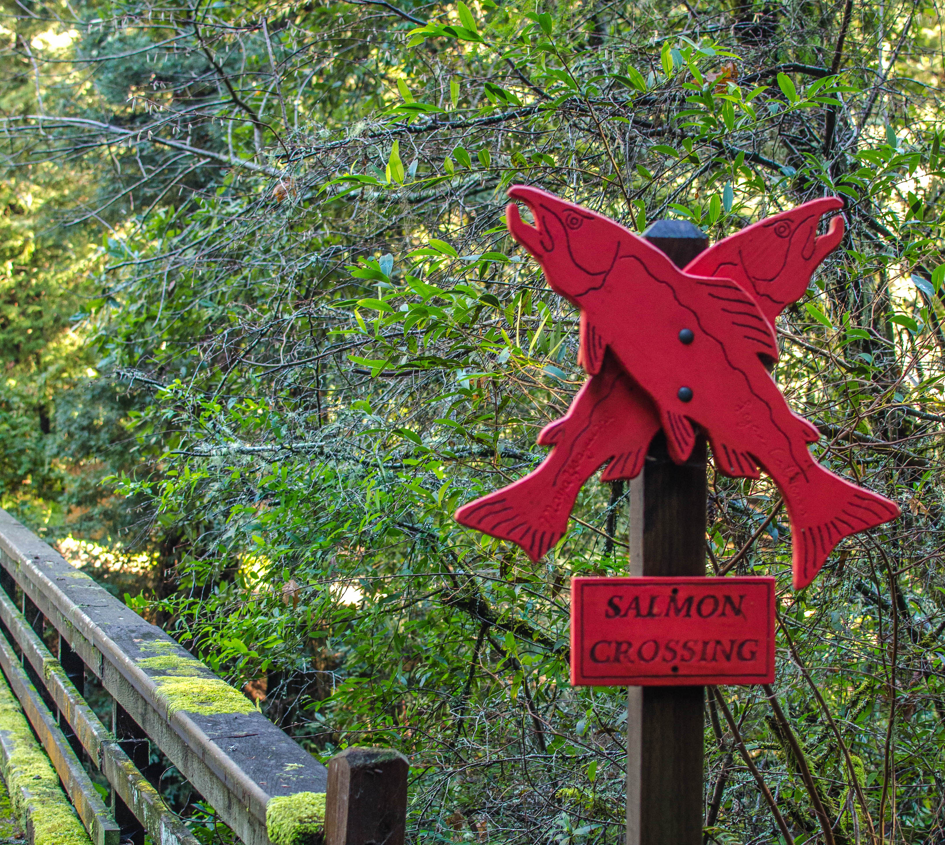 Salmon crossing sign near Lagunitas Creek.