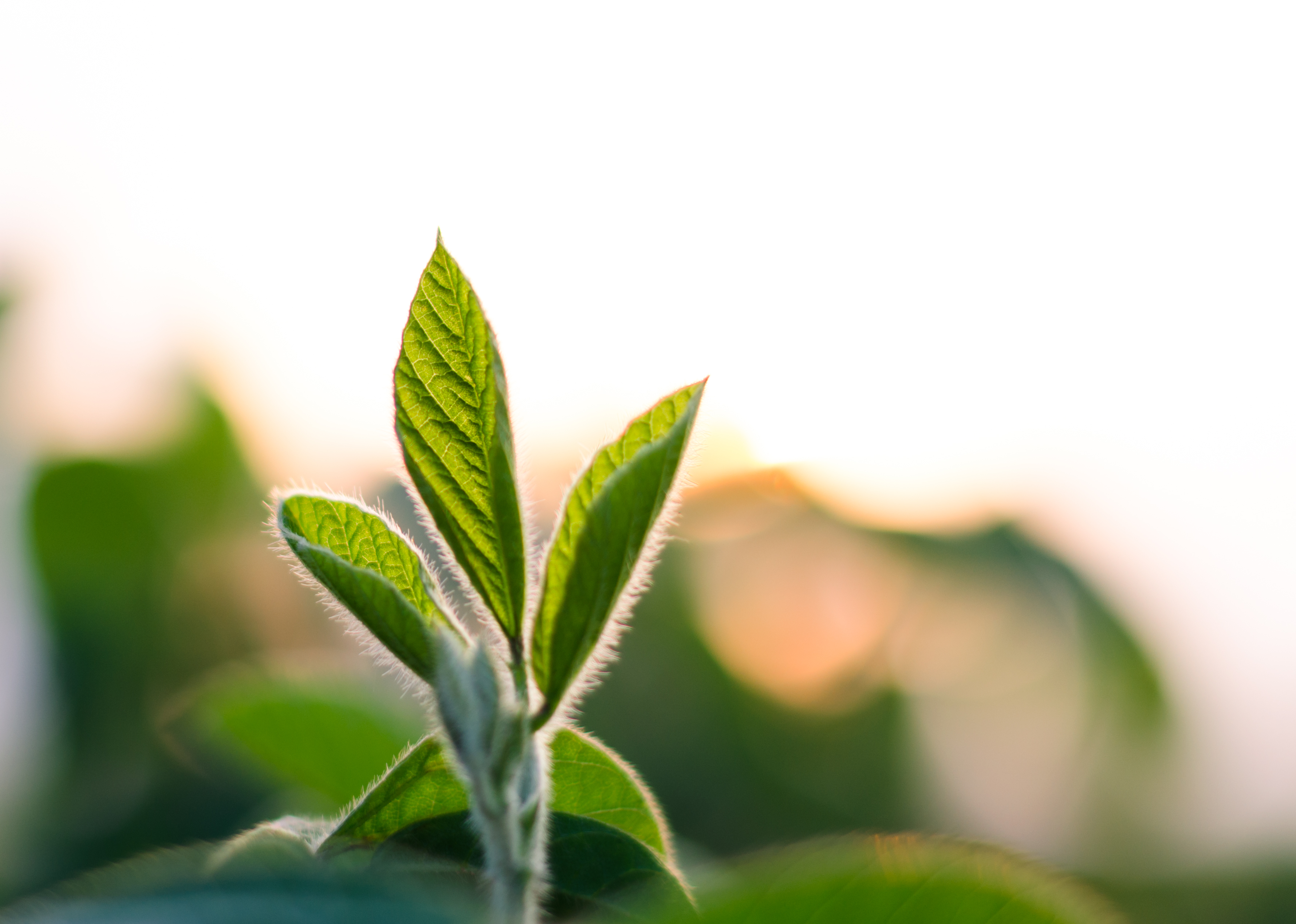 A soybean plant in the sun.