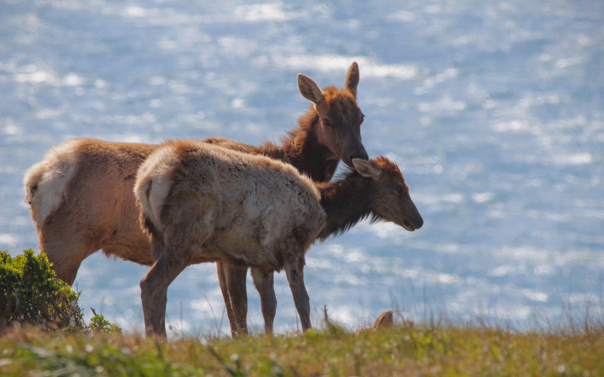 A mother and juvenile tule elk. 