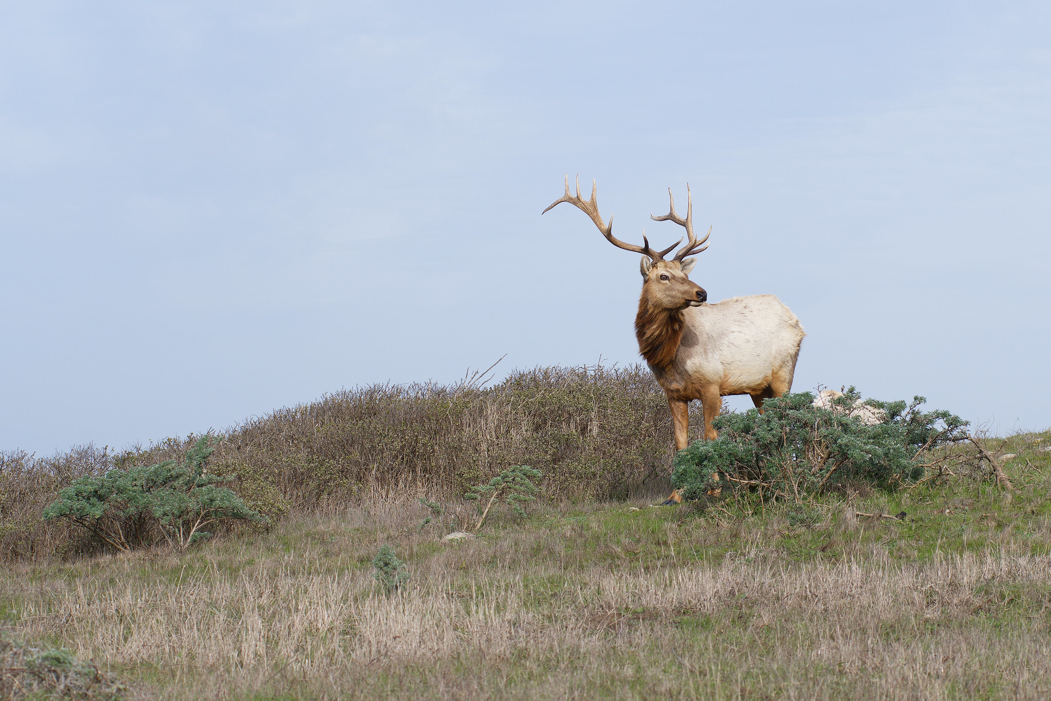 A lone tule elk bull in dried out foliage in Tomales Point Elk Reserve.