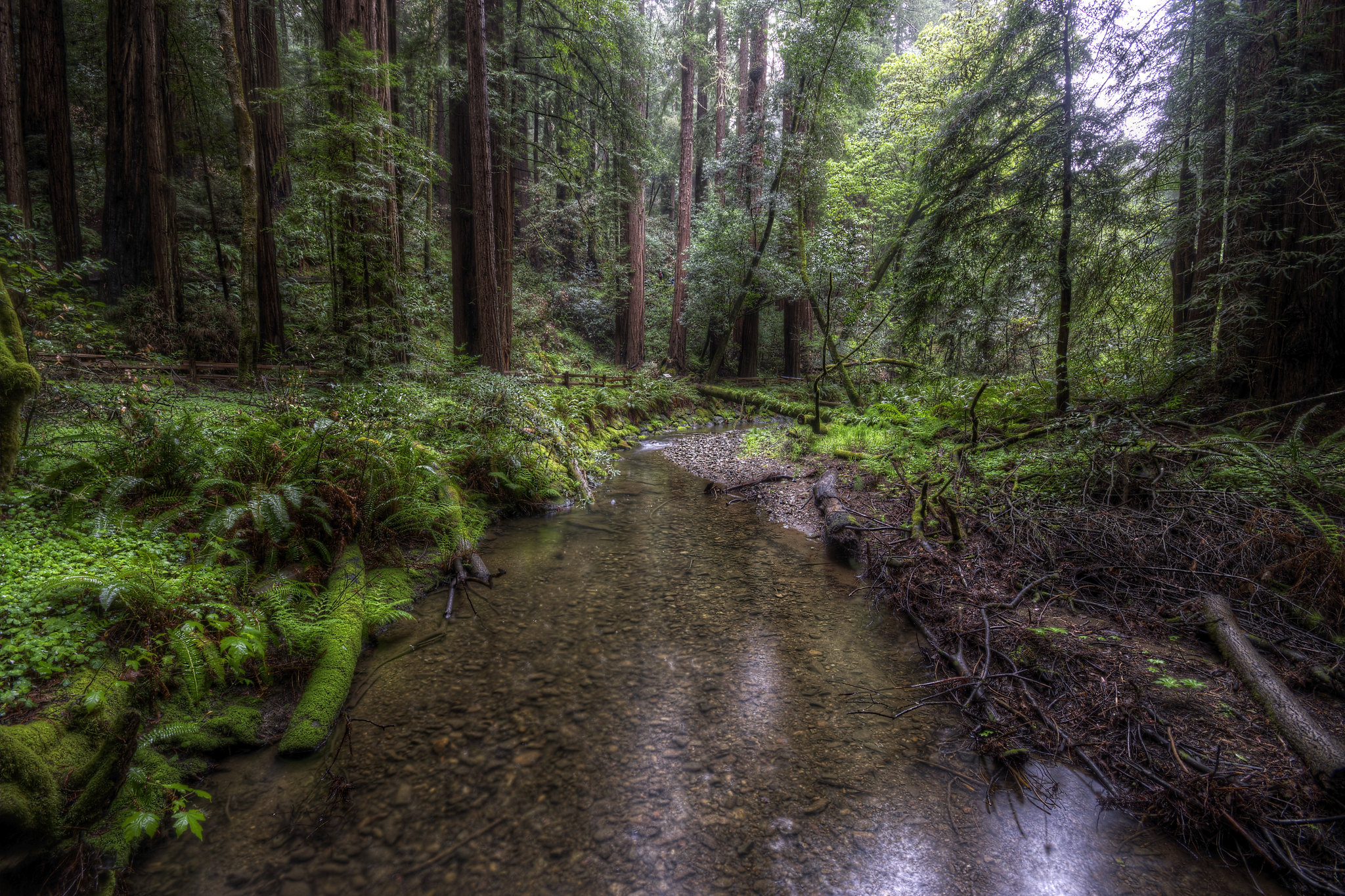 Redwood Creek in Muir Woods