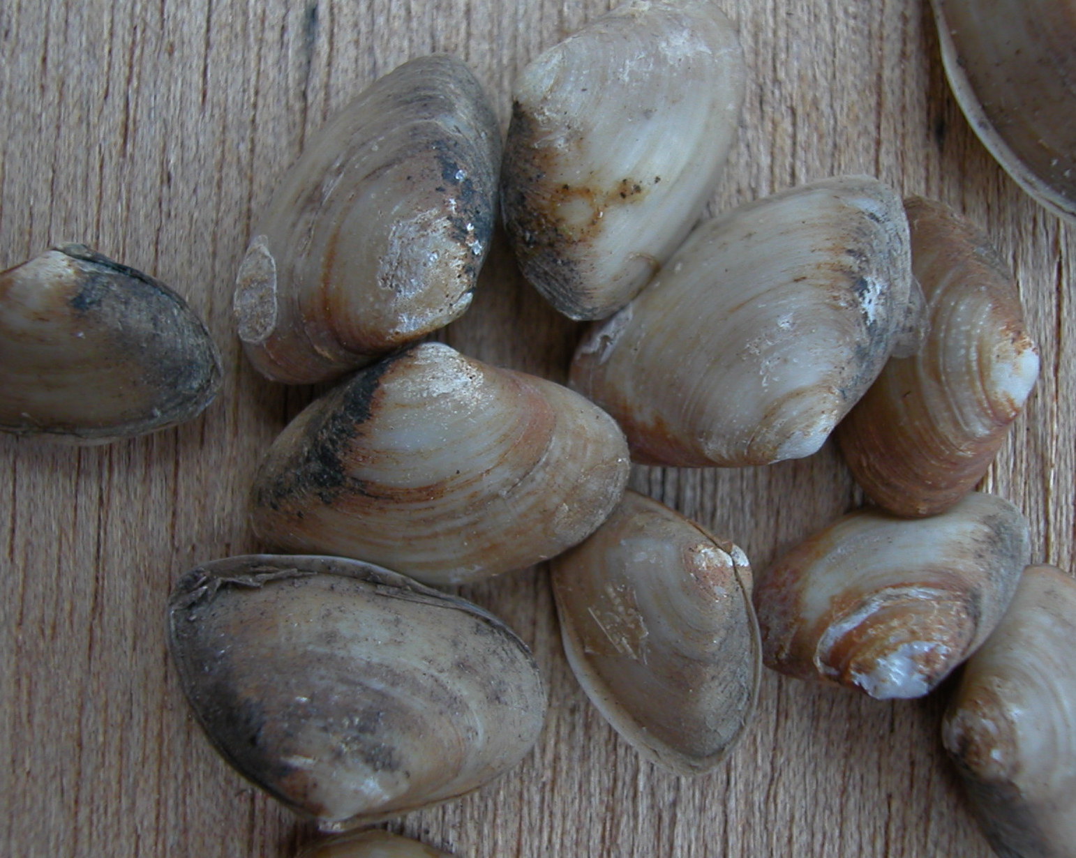 The Asian clam Potamocorbula amurensis 