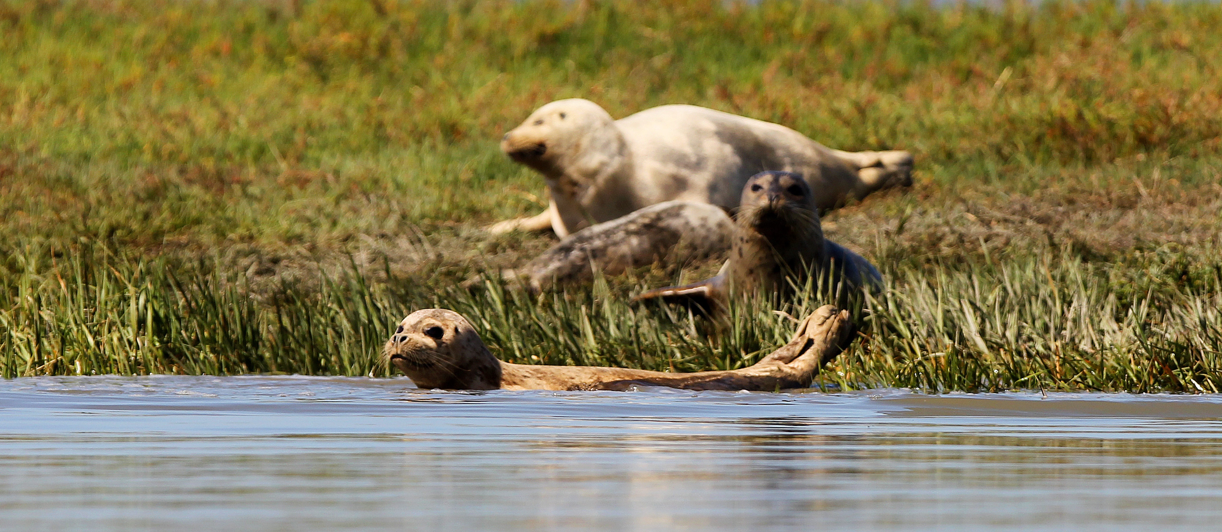 Harbor seals in Mowry Slough wetlands adjacent to Area 4