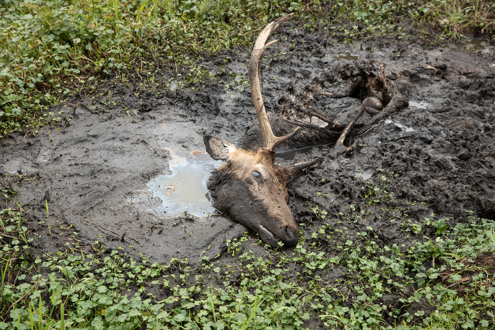 A dead elk stuck in muddy soil. 