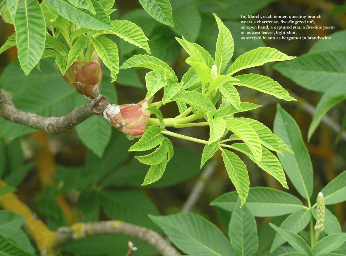 California Buckeye tree calendar page