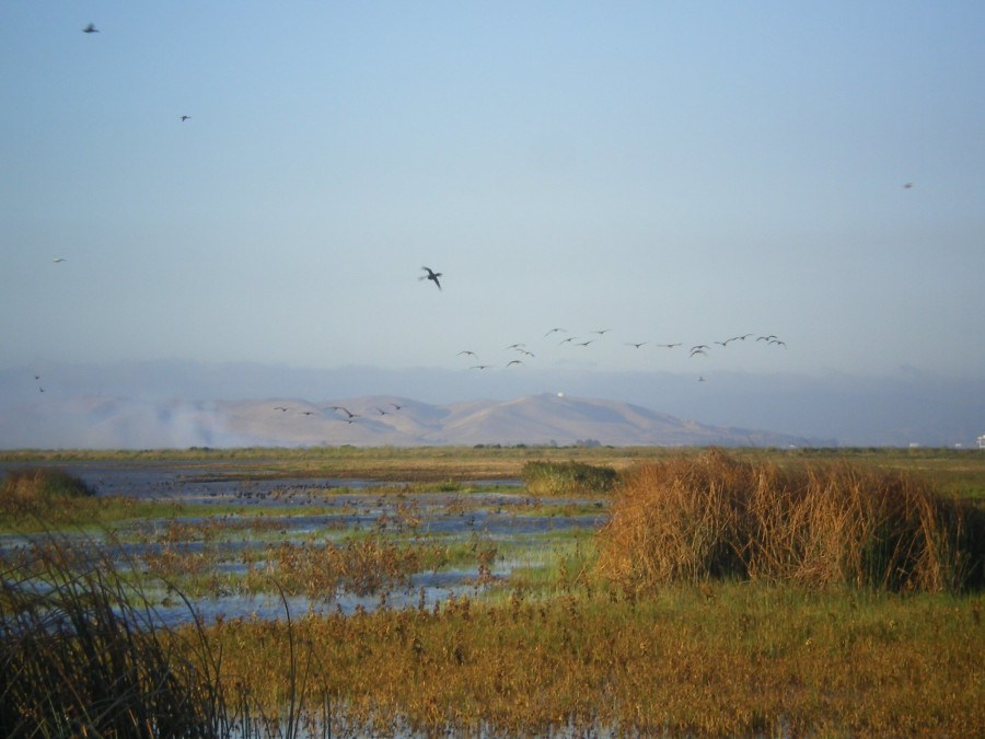 Suisin Marsh