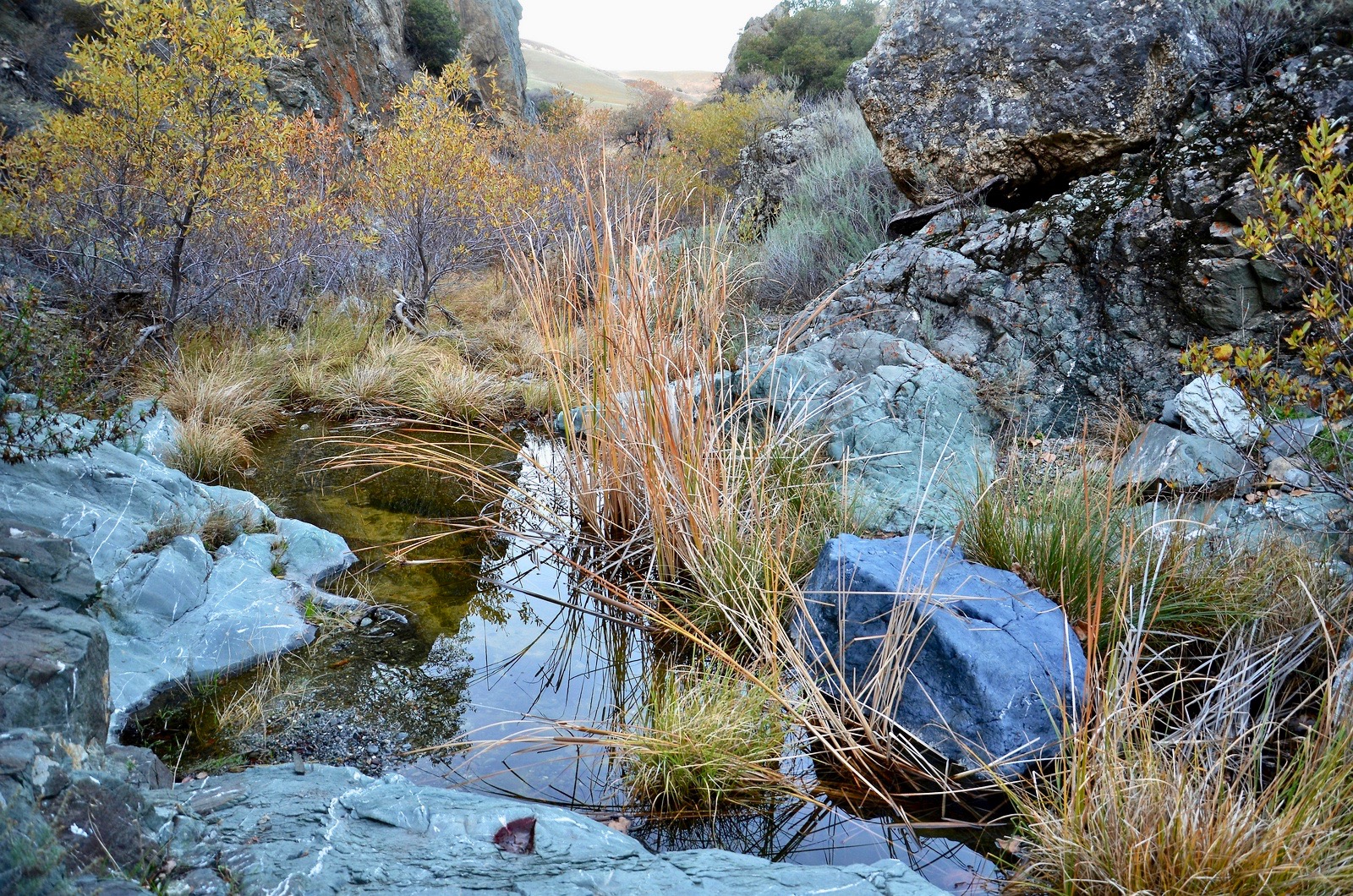 An image of trees, stones, and reeds in a shallow pond in Corral Hollow in Tesla Park