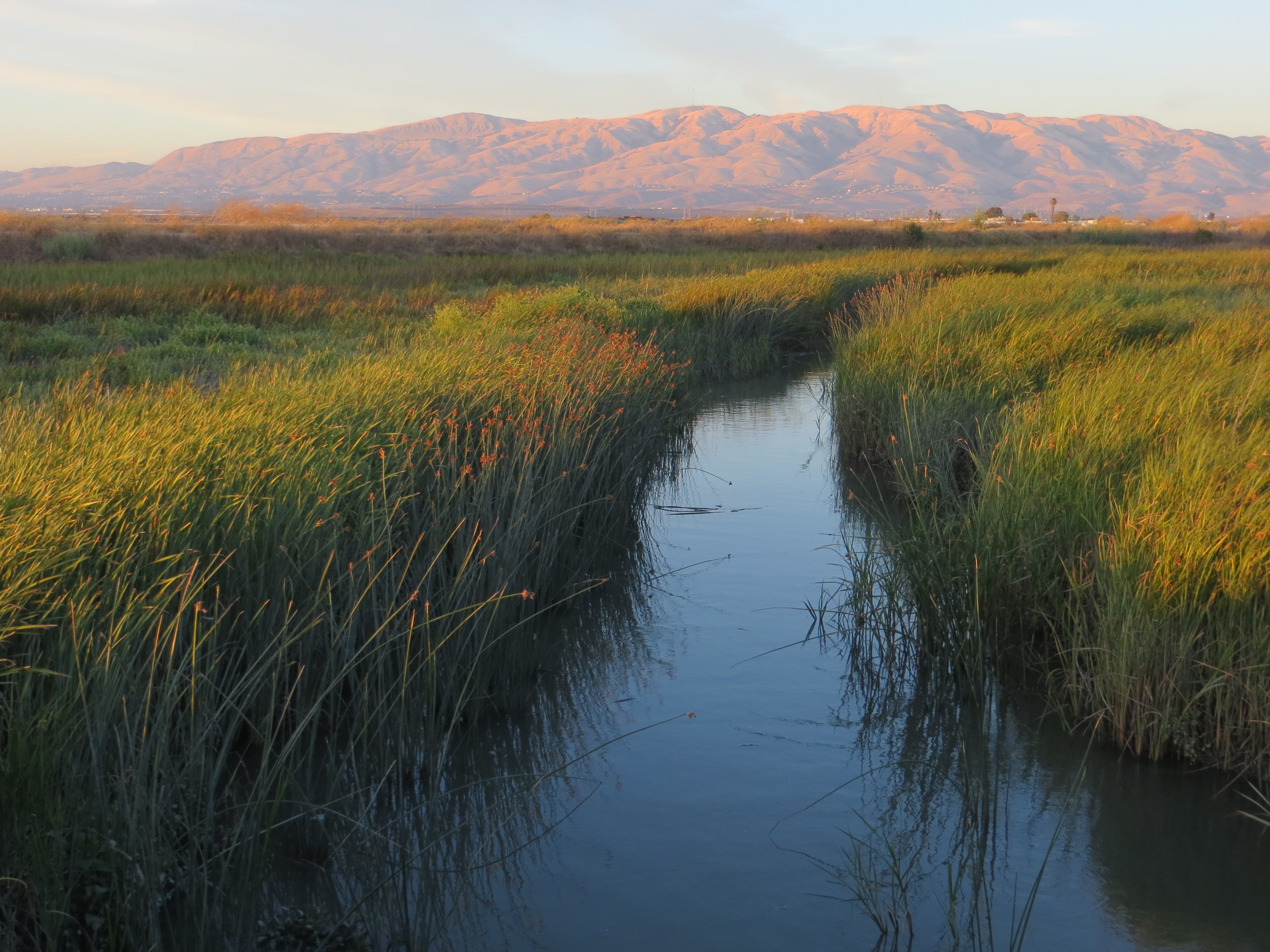 Tidal marsh of the San Francisco Bay
