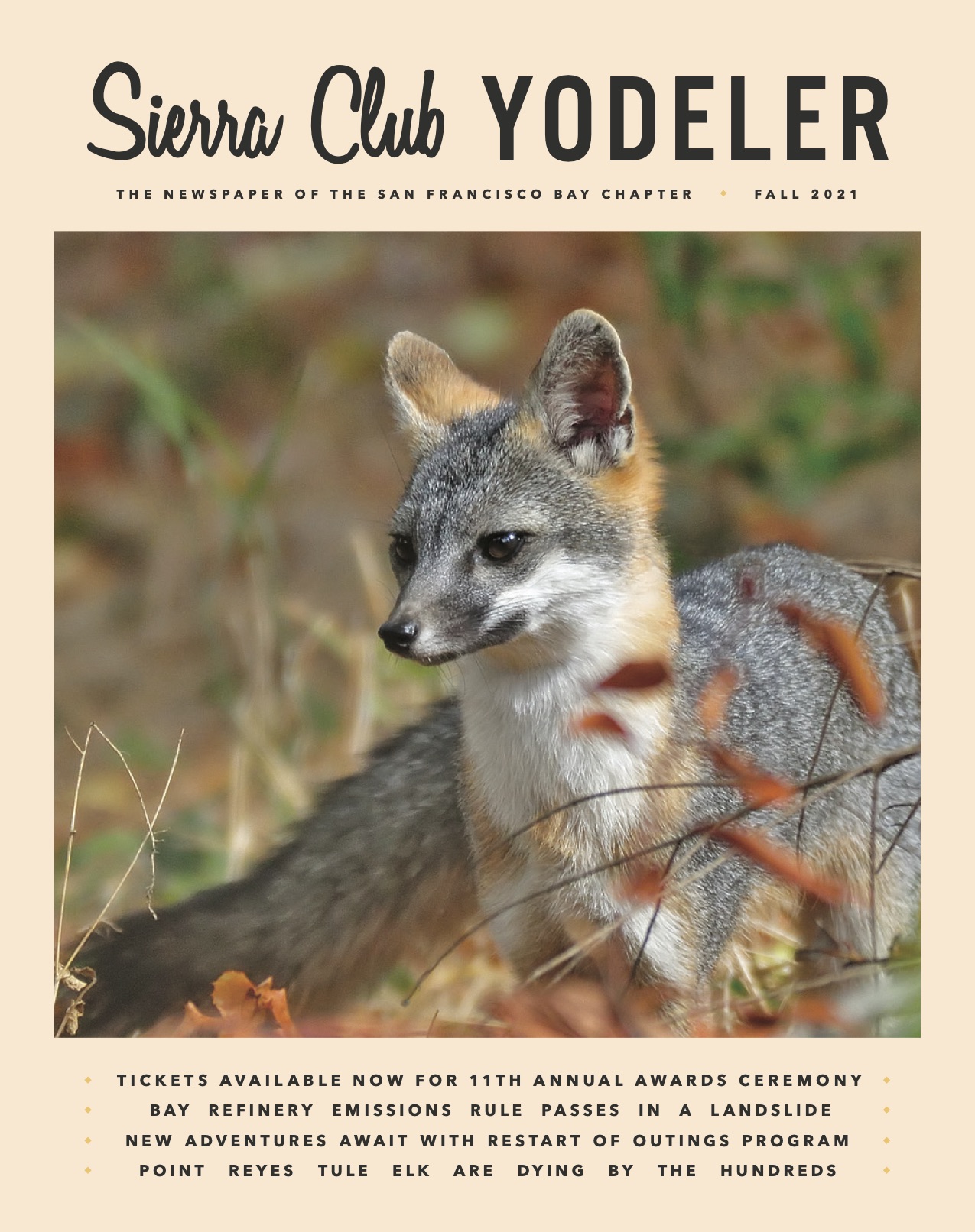 Front cover of Fall 2021 issue of the Yodeler with a gray fox on the cover.