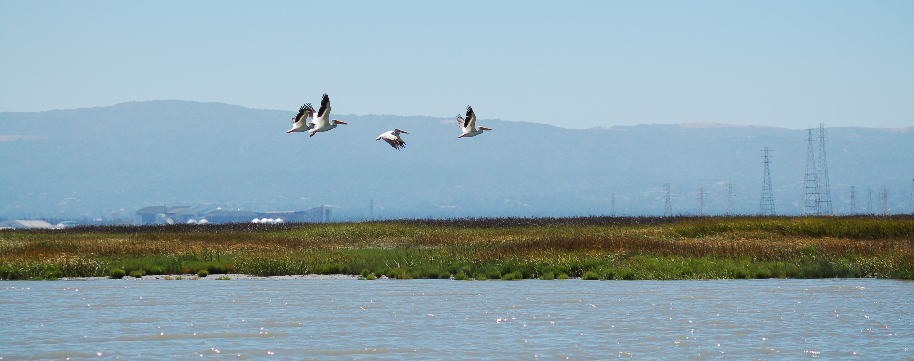 Shorebirds flying over the Bay waters with wetlands in the background.