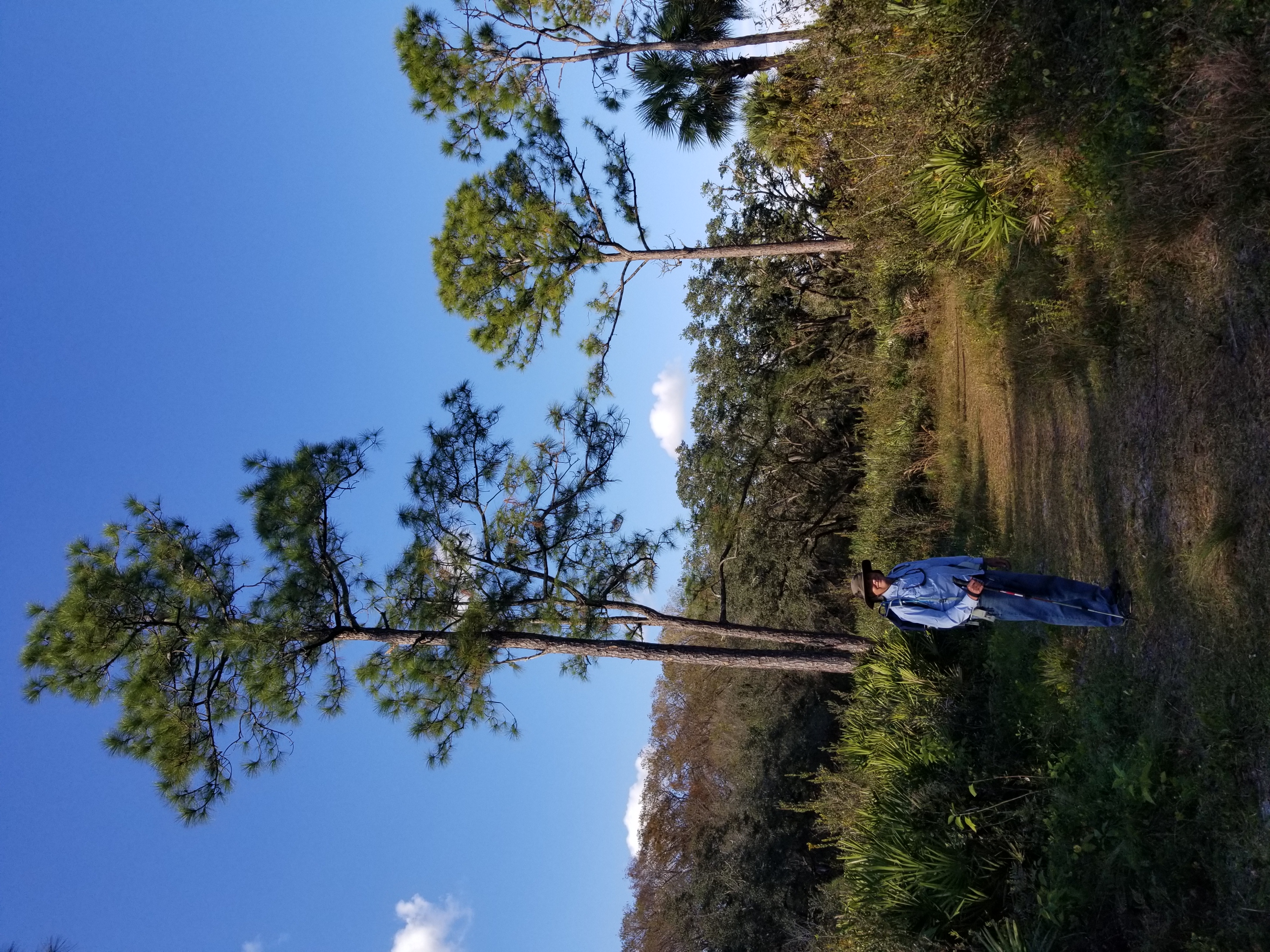 Volunteer clearing invasive plants at The Galaxy Sand Pine Preserve