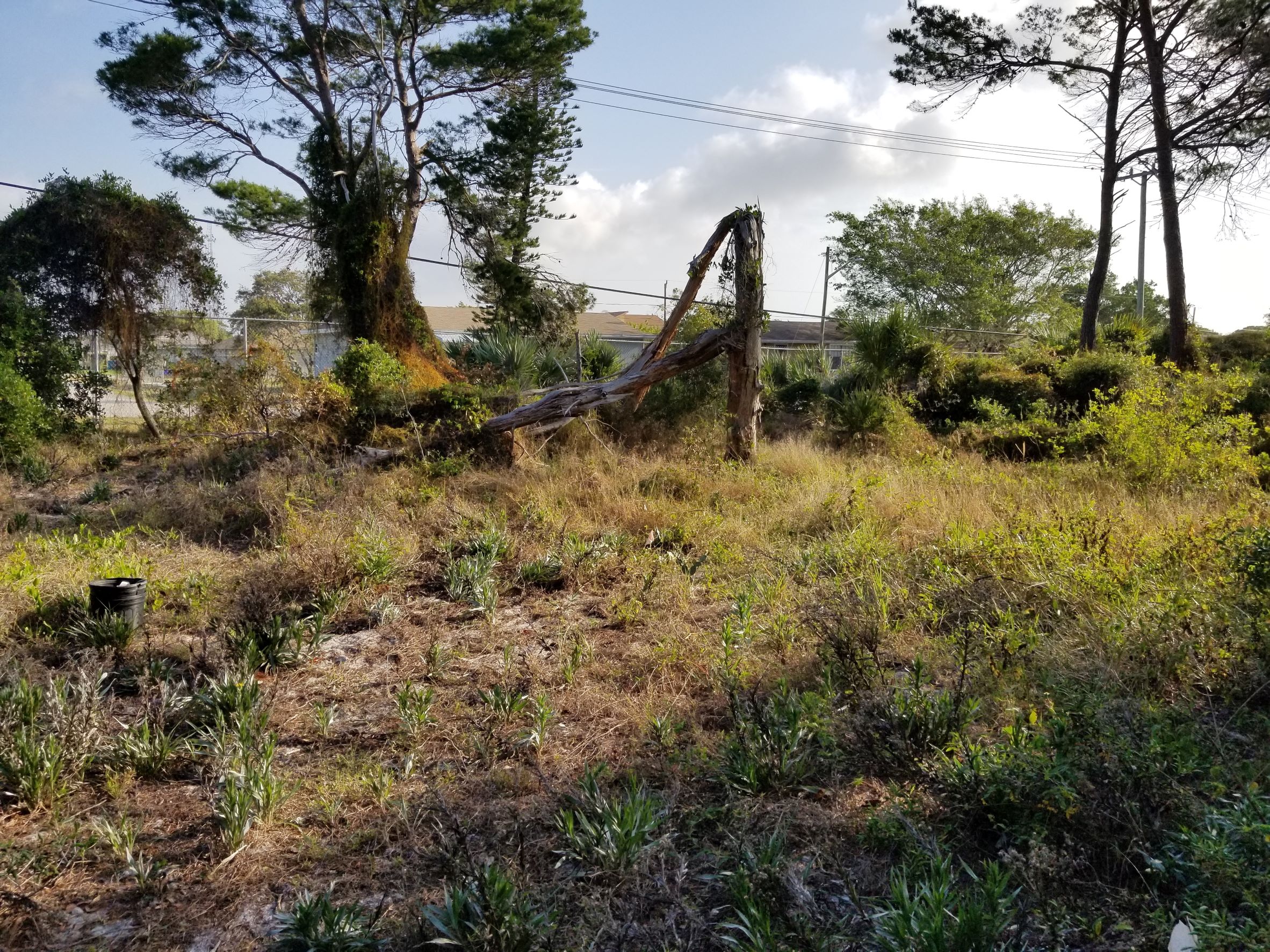 Before burn at Galaxy Sand Pine Preserve