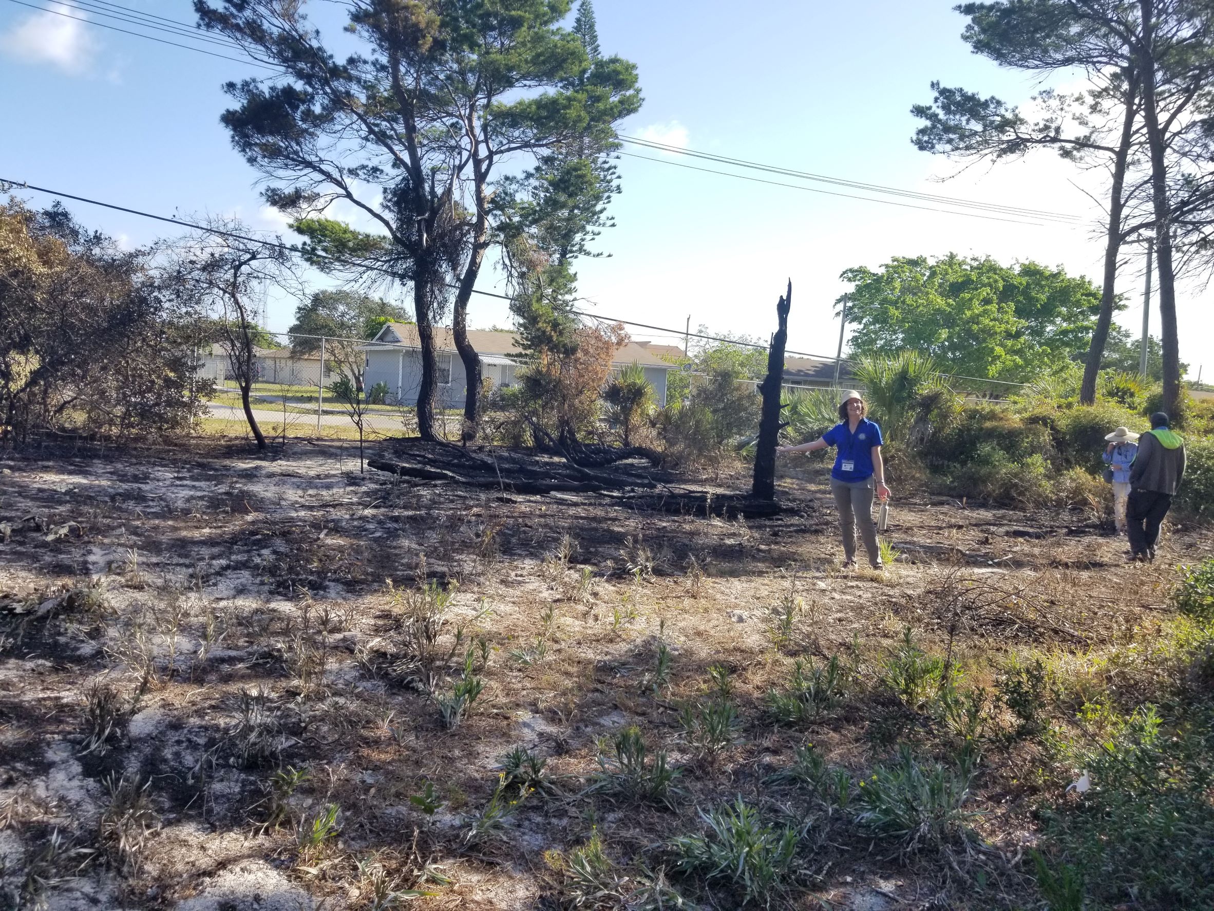 After the burn at Galaxy Sandi Pine Preserve