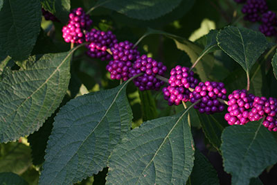 beautyberry