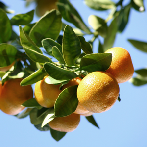 orange tree