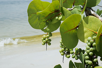 sea grape
