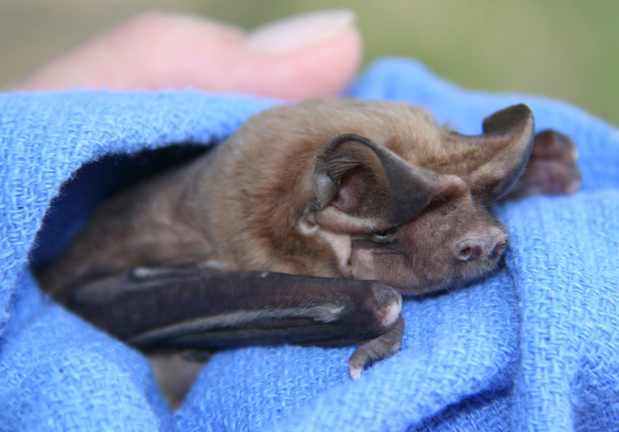Bat