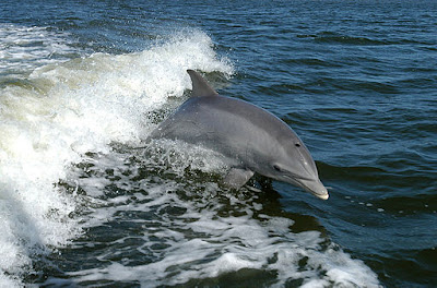 Dolphin photo