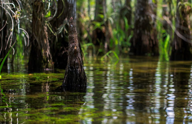 Everglades National Park/ Photo by: Aaron Umpierre