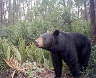 Florida black bear