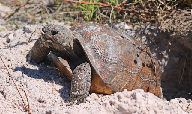 Gopher Tortoise