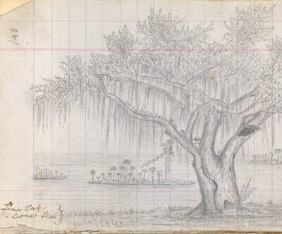 Sketch