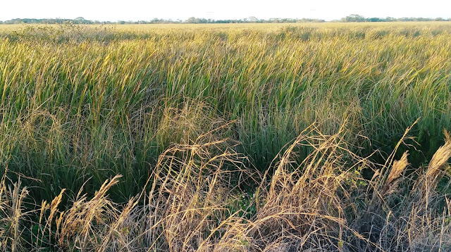 Everglades